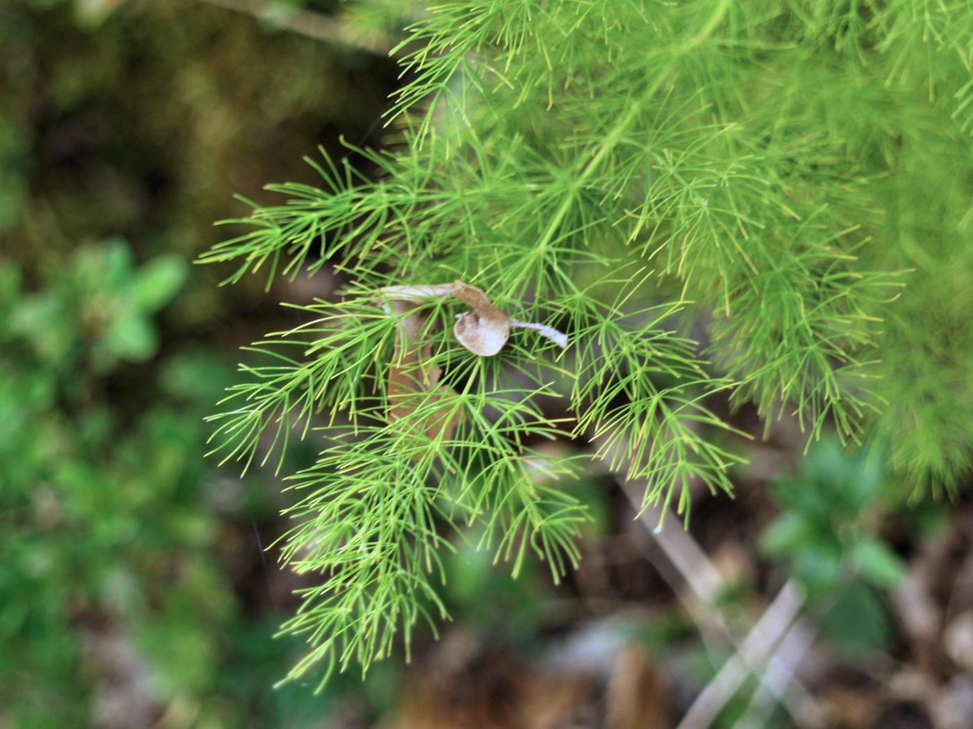 Asparagus, Outstretched leaves leaf